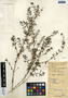 Scoparia dulcis L., Belize, W. A. Schipp 827, F